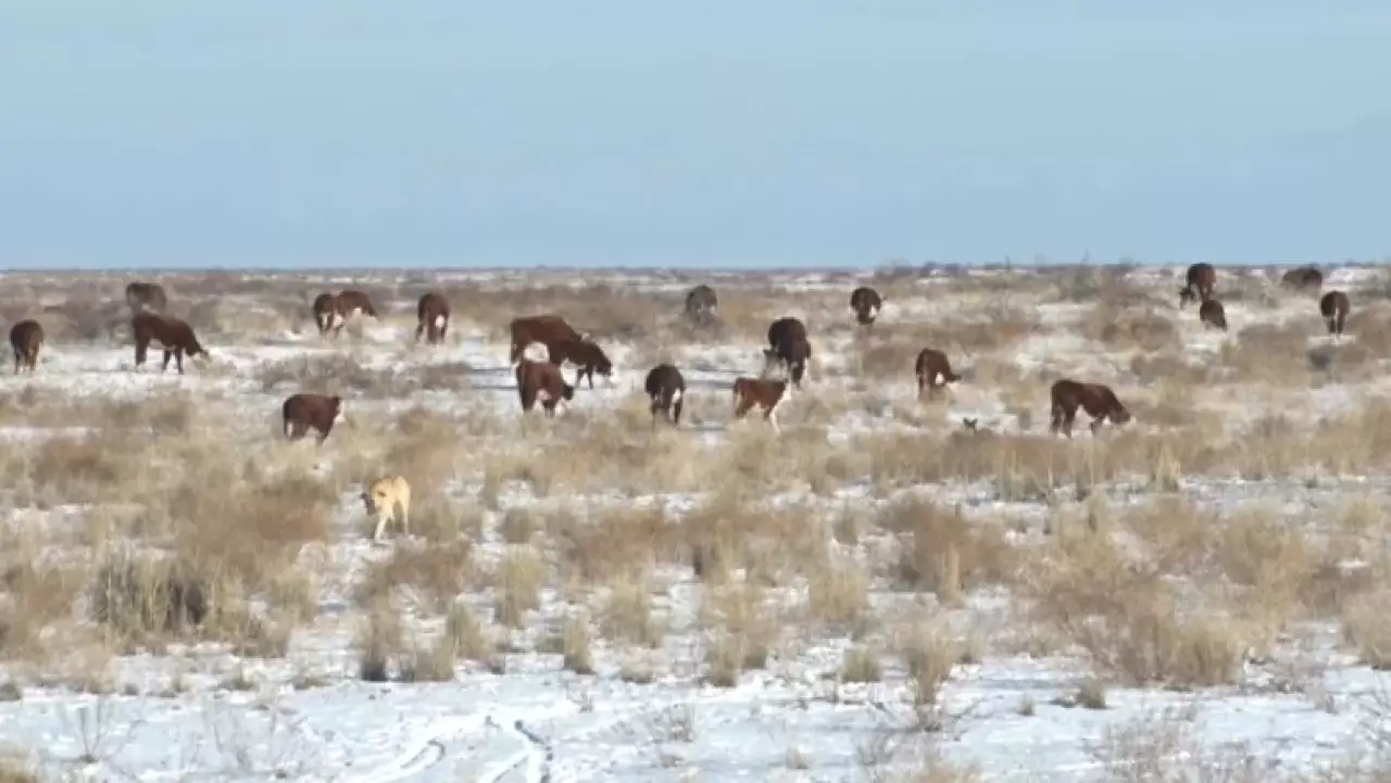 2,1 млн га земель досрочно вернули в госсобственность
