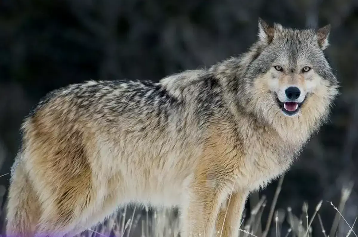 В Казахстане определили судьбу волков и шакалов на 2026 год - новости на Lada.kz 02.01.2026