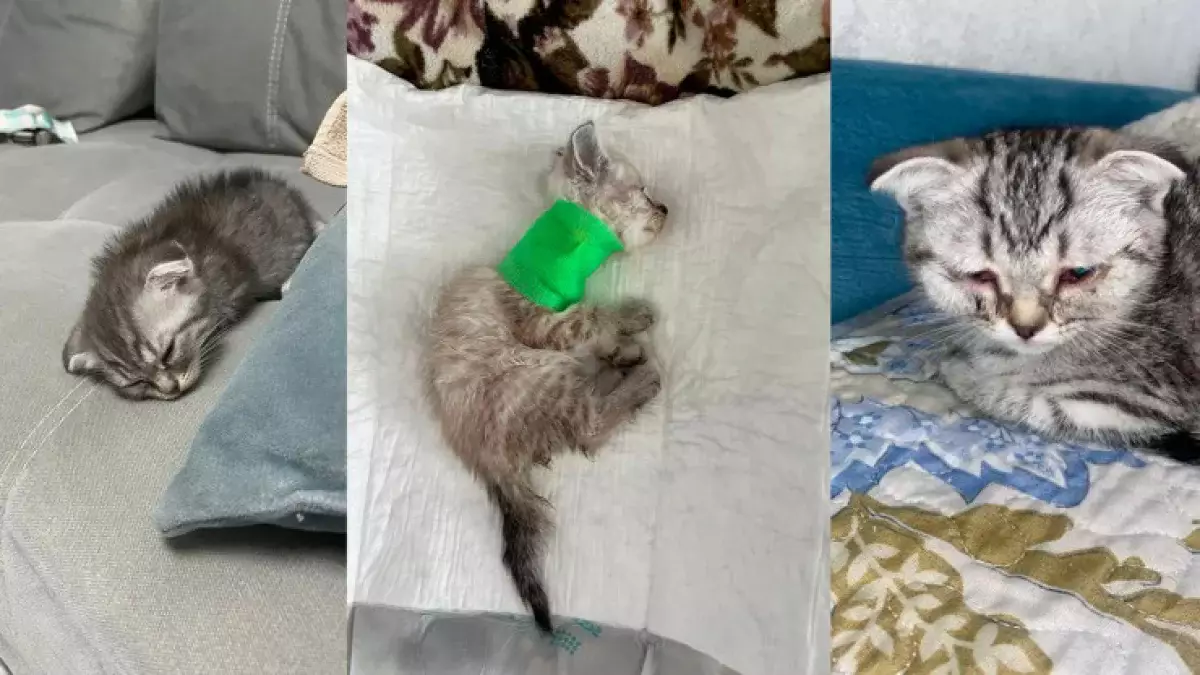 Покупатели бьют тревогу: в Астане продолжают продавать смертельно больных котят