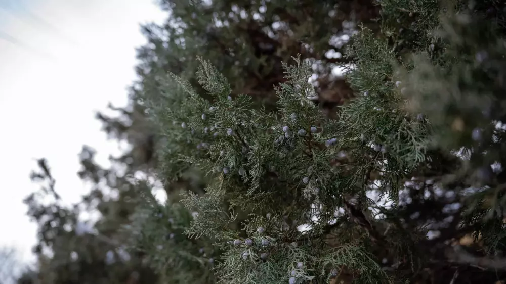Какой будет погода в Астане, Алматы и Шымкенте в ближайшие дни