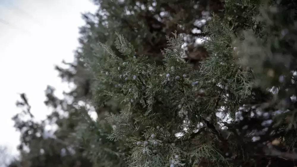 Алдағы күндері ауа райы қандай болады?