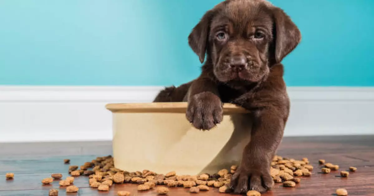   Қонаев қаласында үй жануарларына арналған дайын жем өндіретін зауыт салынады   