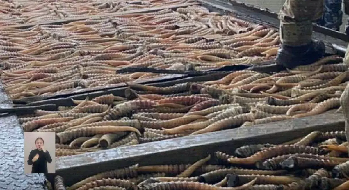 Браконьеры пытались вывезти из Казахстана почти 2 000 рогов сайги