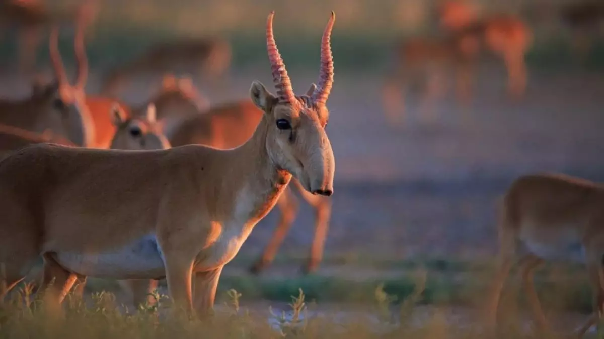 Екі өңірде ақбөкендерді заңсыз аулаған браконьерлер ұсталды
