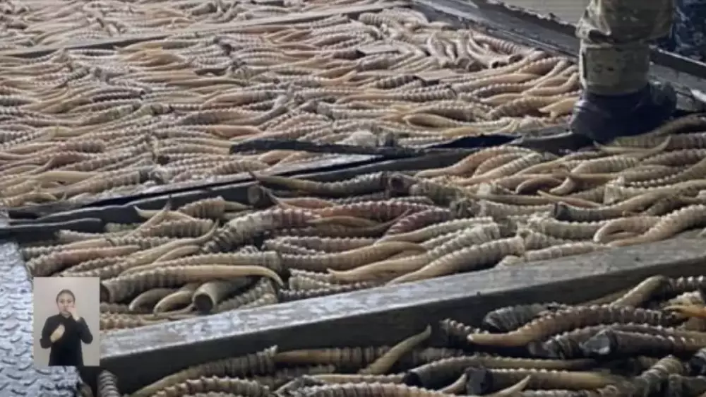 Қазақстан мен Ресей шекарасында браконьерлер ұсталды