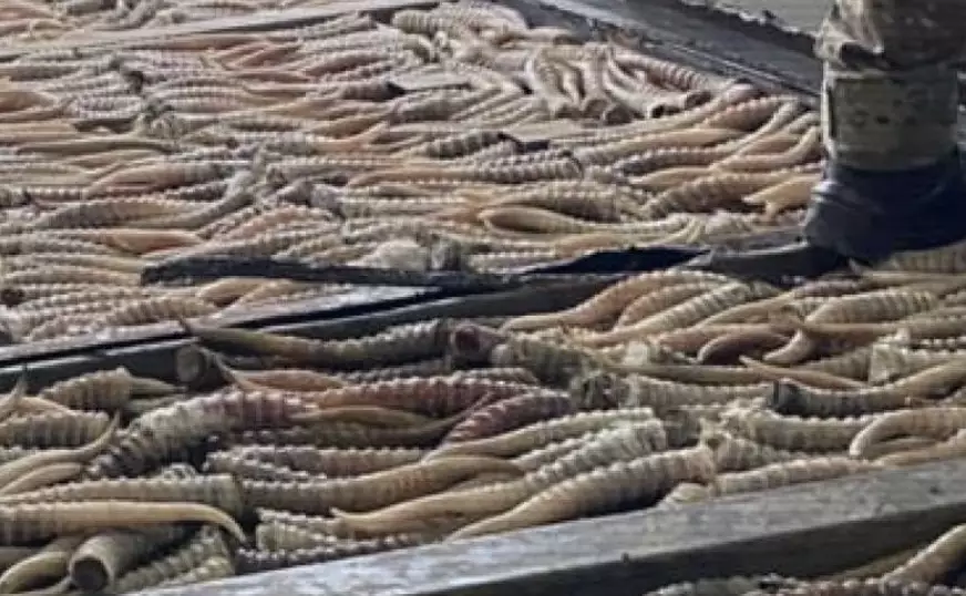 Екі өңірде ақбөкендерді заңсыз аулаған браконьерлер ұсталды