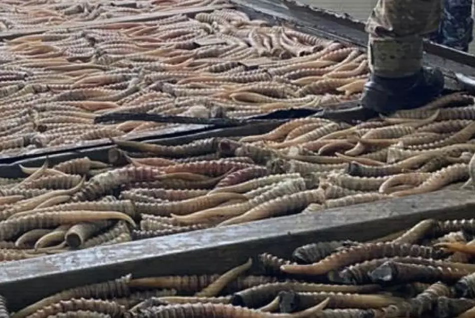 МВД Казахстана пресекло канал незаконной охоты и контрабанды дериватов сайги