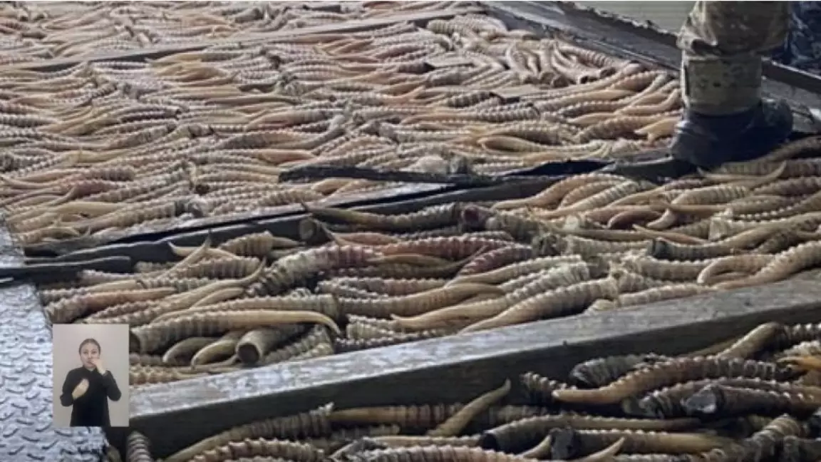 Қазақстан мен Ресей шекарасында браконьерлер ұсталды