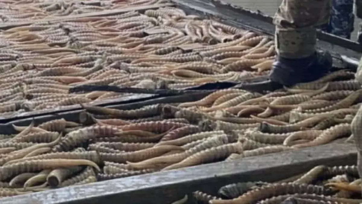 Қазақ жігіттері мыңдаған киік мүйізін Ресейге асырмақ болған