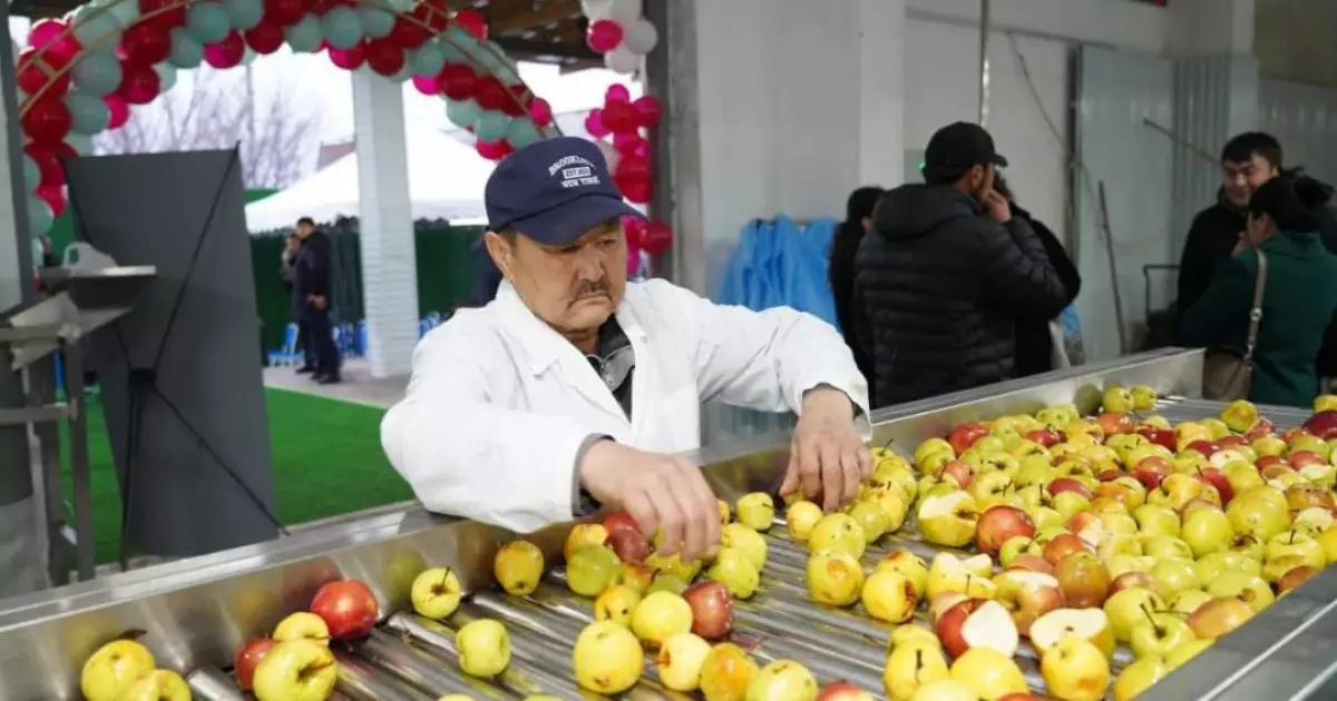   Түркістан облысында жеміс-жидектерді терең өңдейтін зауыт іске қосылды   