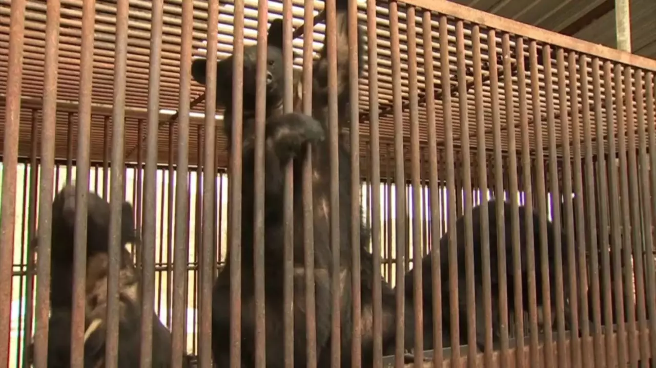 Корея аюдың өтін өндіруге тыйым салды