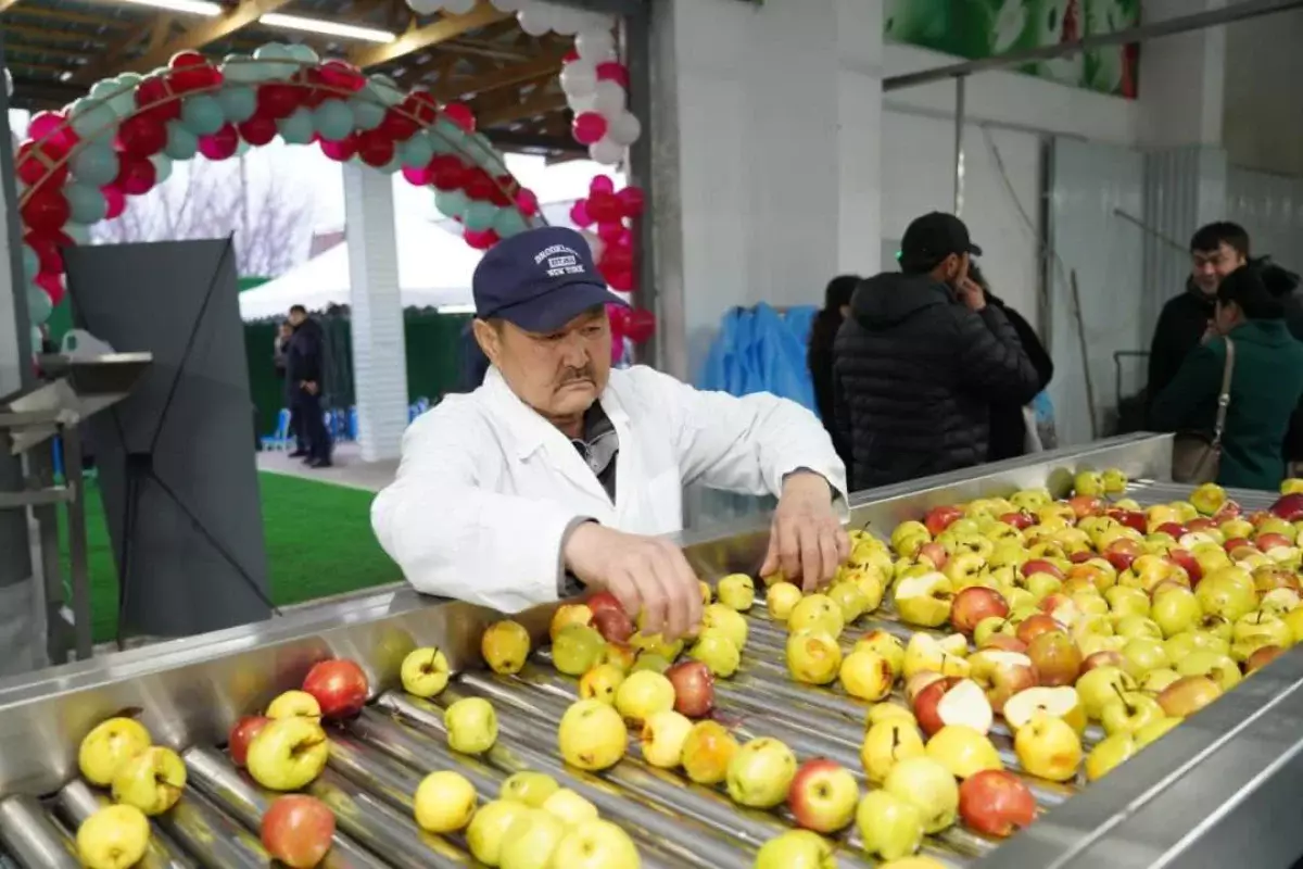 От урожая до лавок: в Туркестанской области заработал завод по переработке фруктов