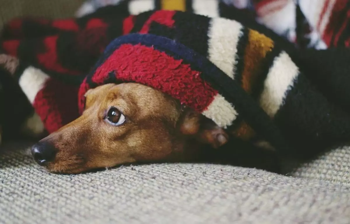 Өскемен тұрғыны бесінші қабаттан күшік лақтырып жіберген