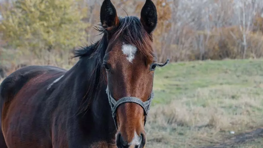 Ұлытау облысында жылқы іздеуге шыққан бірнеше адам жоғалып кетті