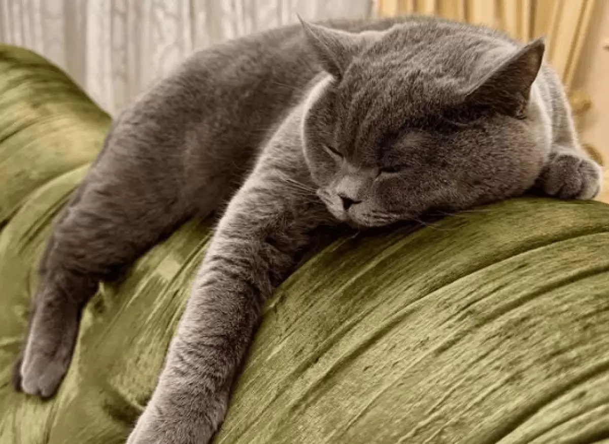 Аким Павлодара рассказал как выглядит его "роскошный максимум"