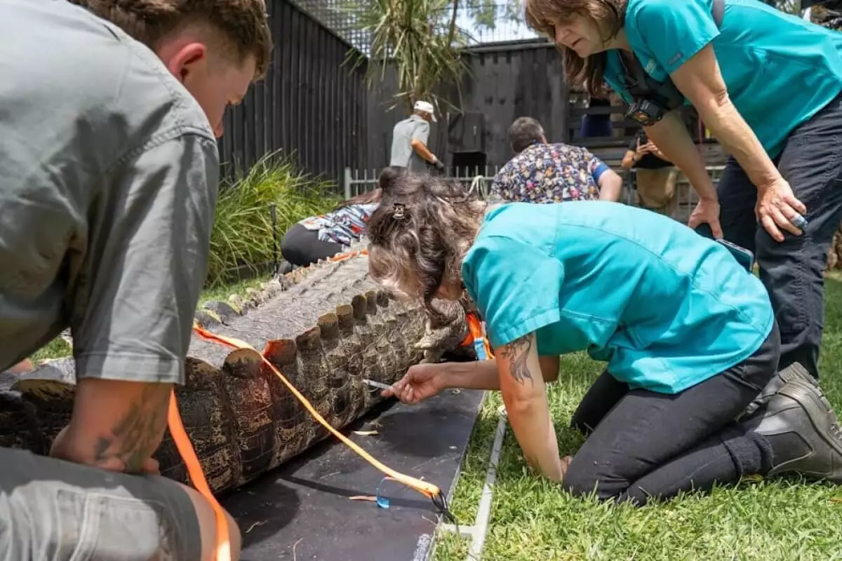 Самому грозному крокодилу Австралии сделали стоматологическую операцию
