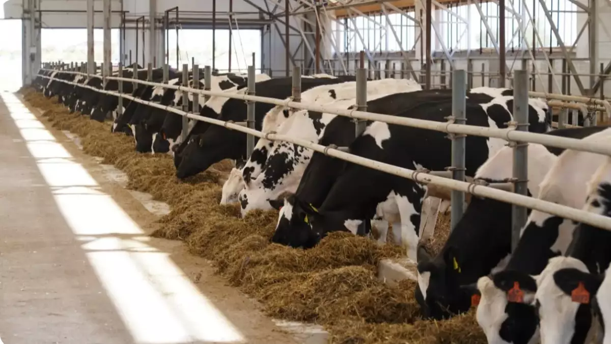 Алматы облысында үй жануарларына арналған азық өндіру зауыты салынады