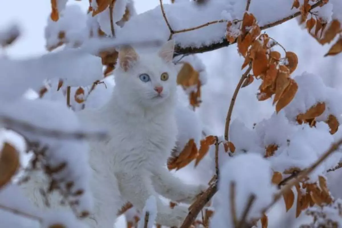 Как январский шторм изменит планы казахстанцев: прогноз на 5 января