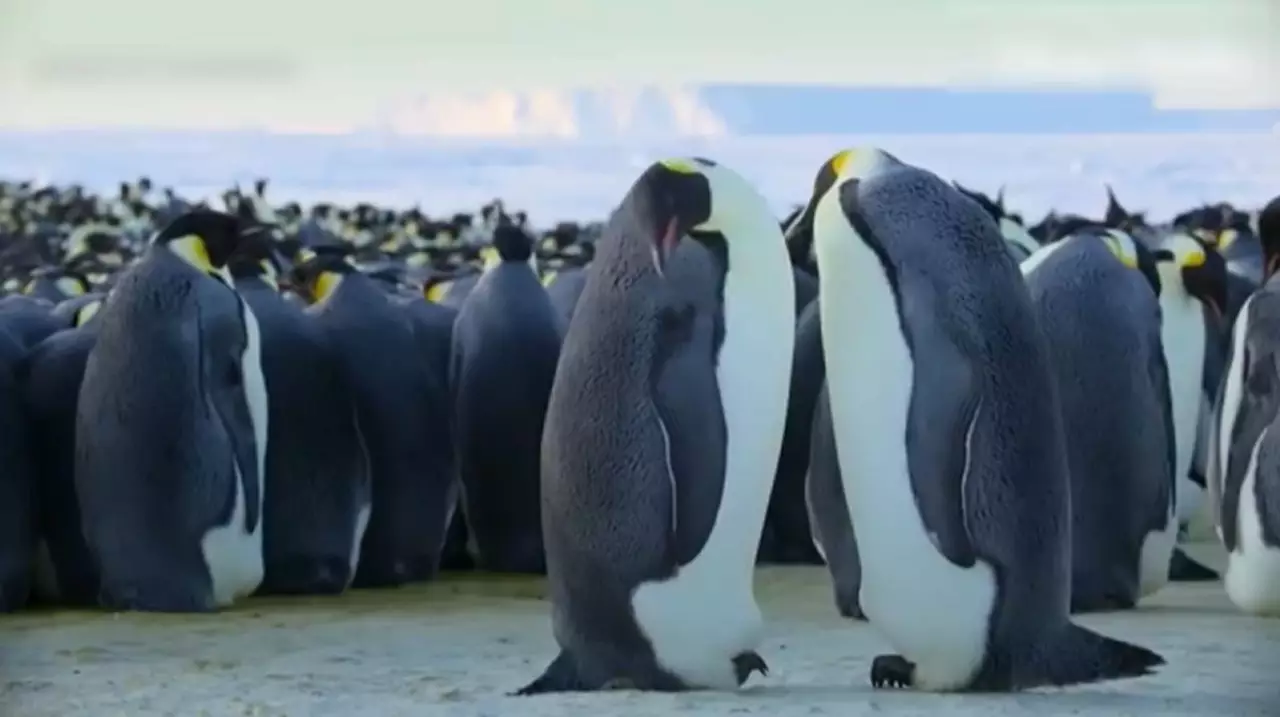 Жануарлар неге топтасады?