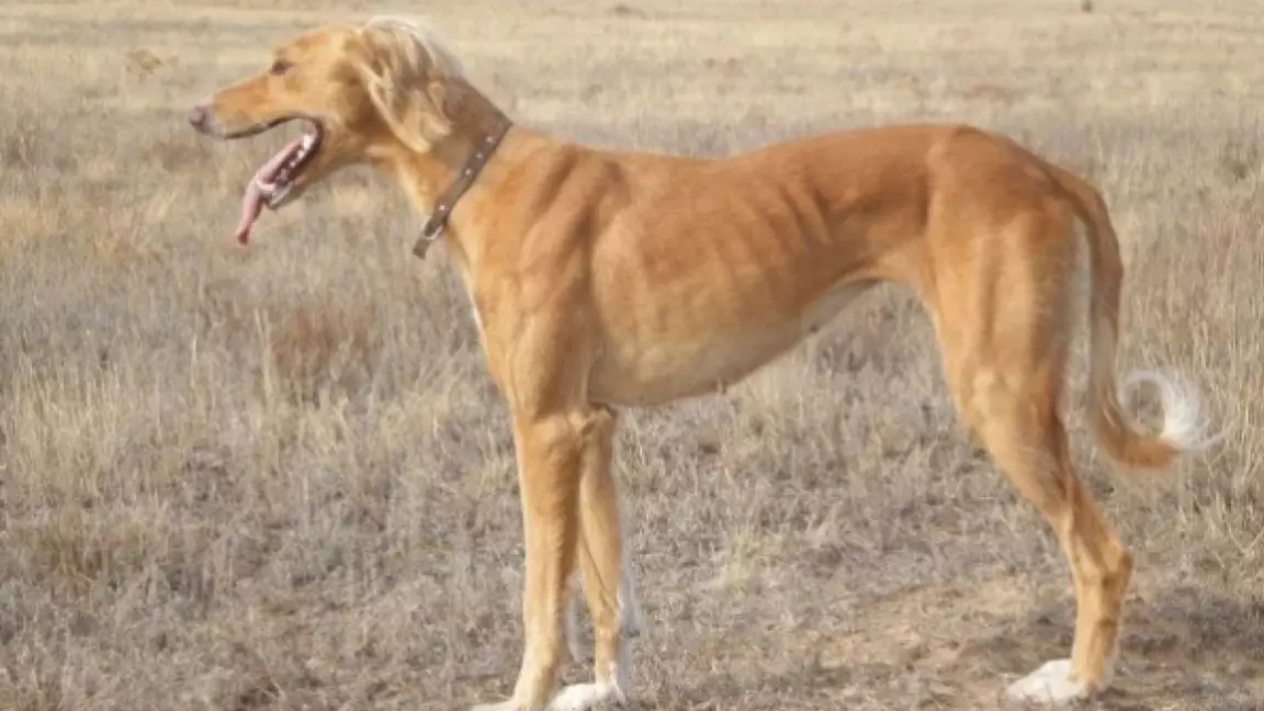 Қазақстан ресми түрде тазы тұқымының иесі ретінде мойындалды