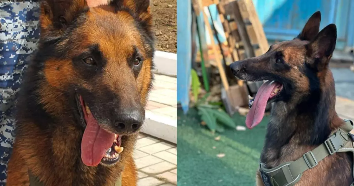  Павлодар облысында қызметтік иттердің көмегімен 200-ден астам қылмыс ашылды 