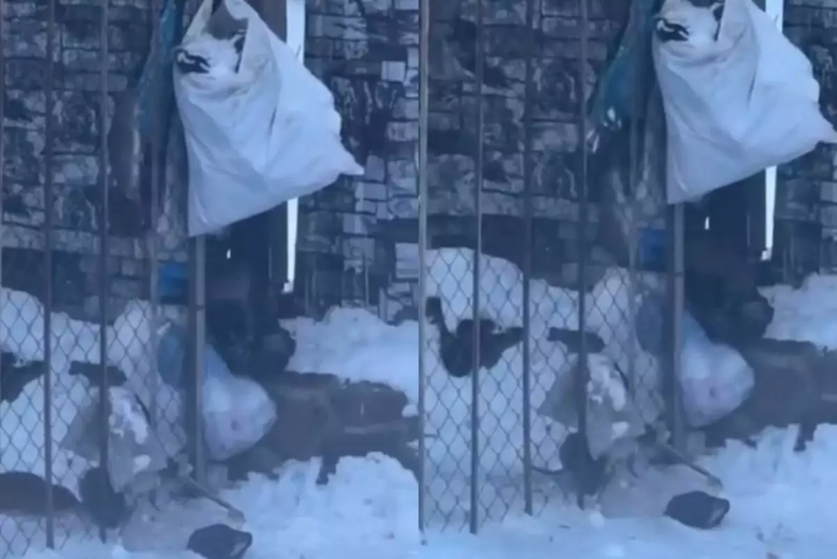 Семей көшелерін жаппай тышқан қаптады