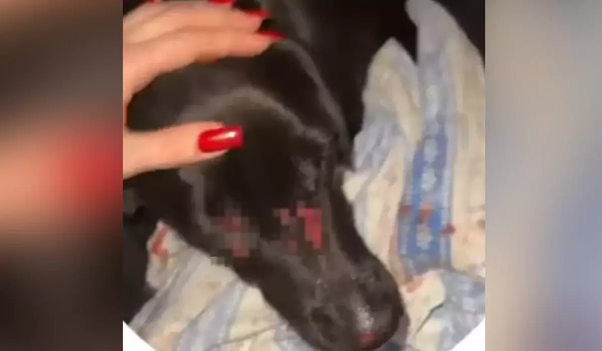 Мужчина бросил щенка с пятого этажа в Усть-Каменогорске (ВИДЕО)