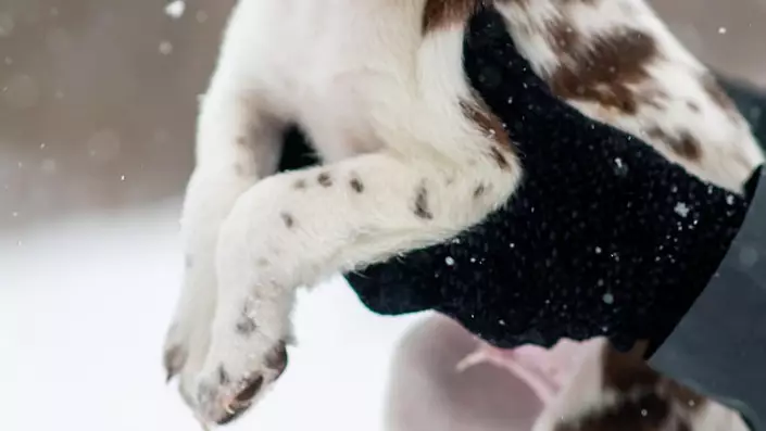 Өскеменде ер адам бесінші қабаттан күшікті лақтырып жіберді