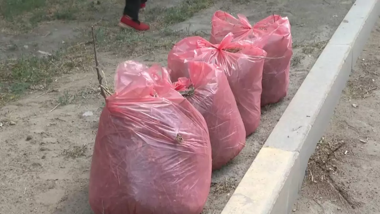 «Таза Қазақстан» акциясы жалғасады