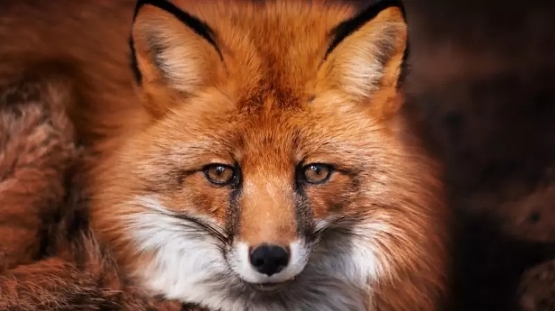 Лисы и филины все чаще появляются в Павлодаре