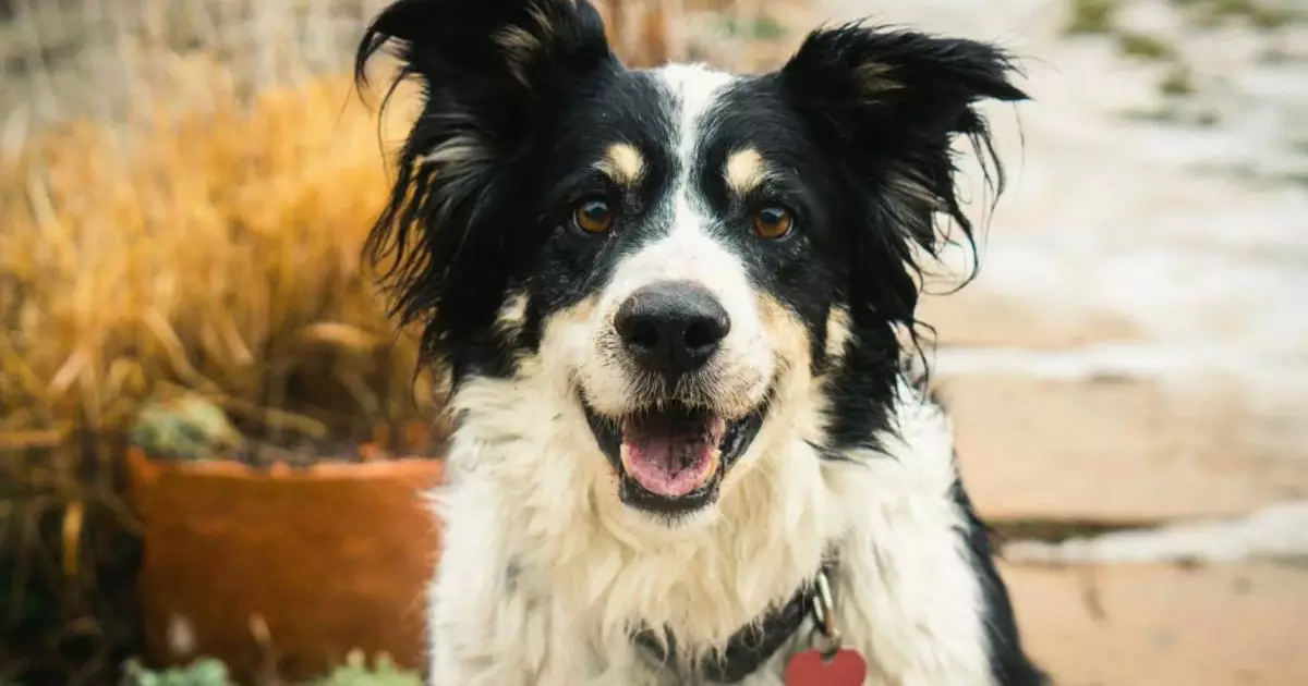  `221 ойыншықтың атын біледі`: Ұлыбританиядағы данышпан итке әлем назары ауды 