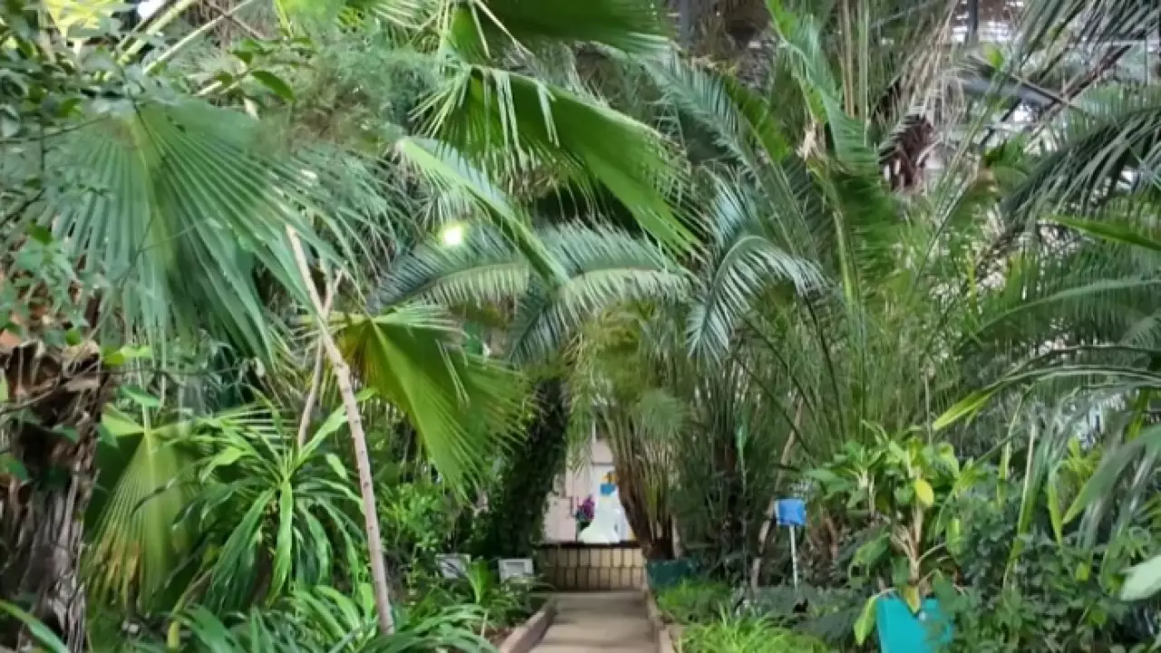 В ботаническом саду Петропавловска зреют экзотические плоды