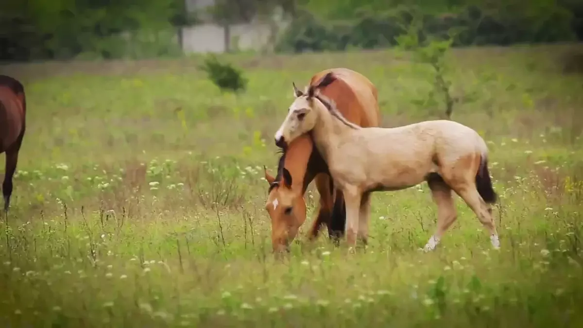 Кооперативтер ауыл шаруашылығы өндірісінің тиімділігін арттырады – Президент