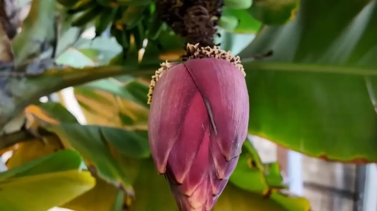 Петропавлда тропикалық жеміс ағаштары өнім берді