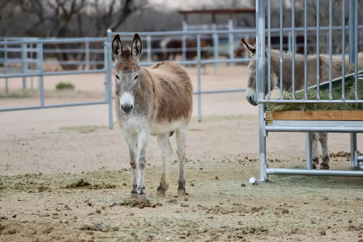 Владельца осла наказали в Астане (ВИДЕО)