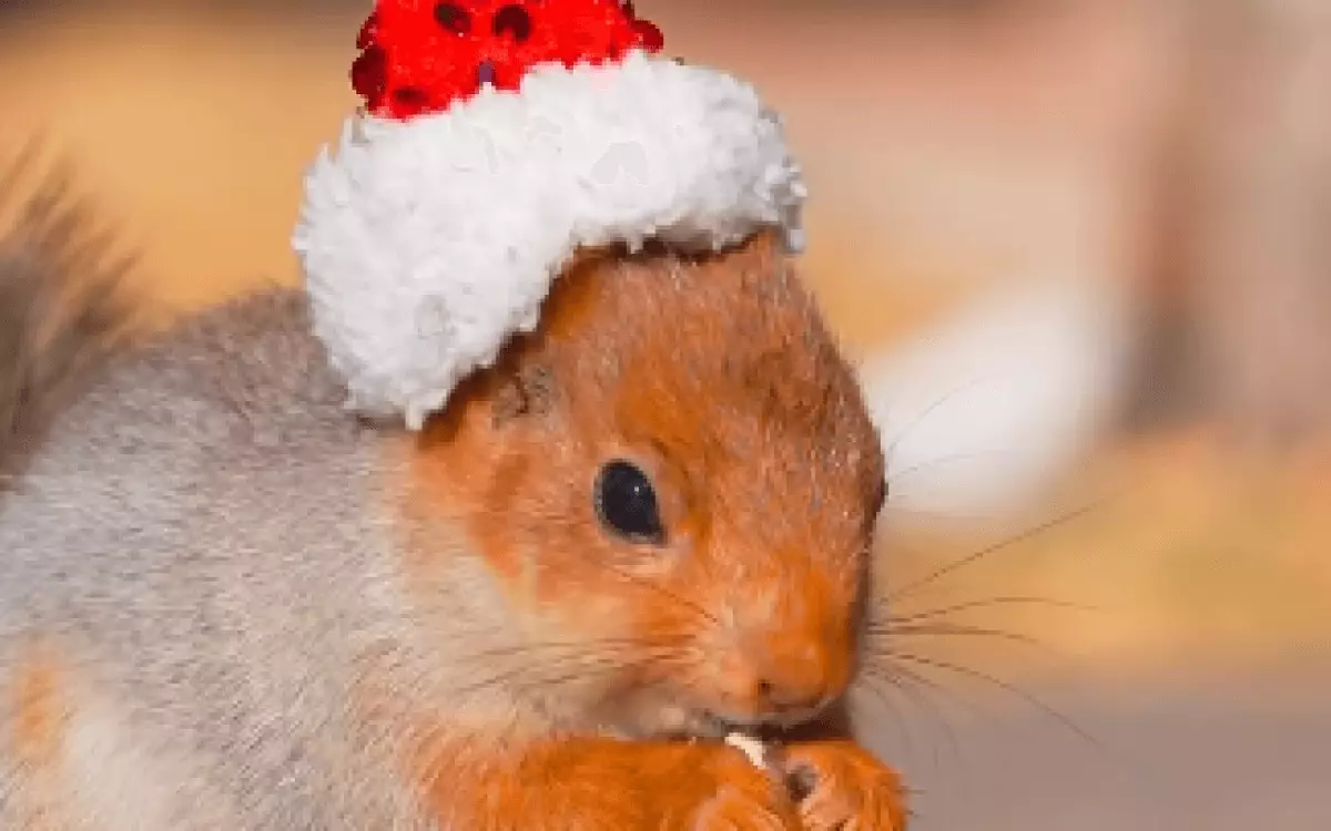 Никакого ИИ - белочка в новогоднем колпаке умилила Казнет