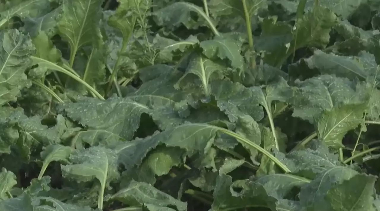 Оңтүстікте егісті әртараптандыру қолға алынды