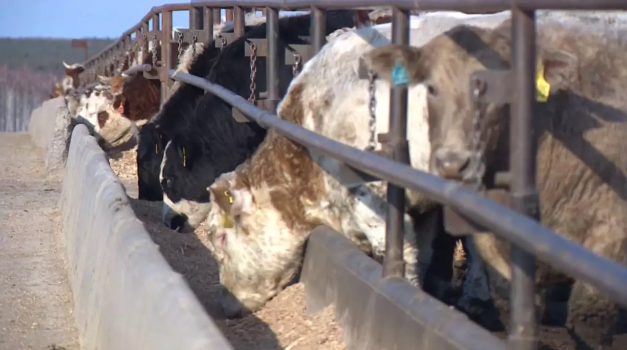 Елде ауылшаруашылық кооперативтері көбейеді