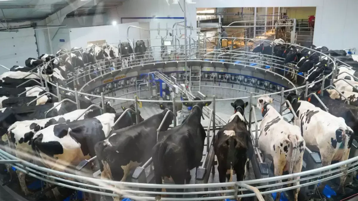 Қазақстан ет экспортын ұлғайтпақ: Үкімет мал шаруашылығына жаңа талаптар қойды