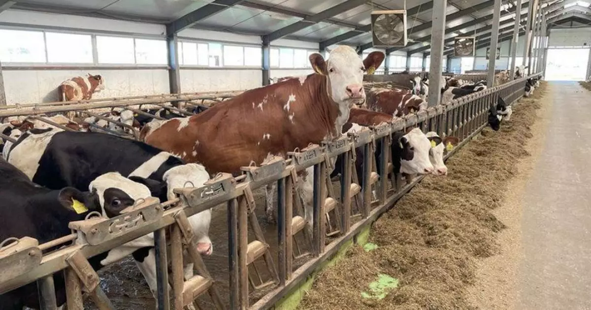   Алматы облысында 1200 басқа арналған сүт-тауарлы фермасы салынады   