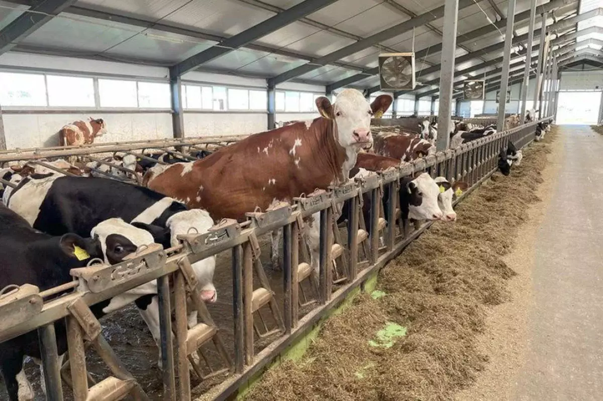 13 млн литров молока в год: новая молочная ферма строится в Конаеве