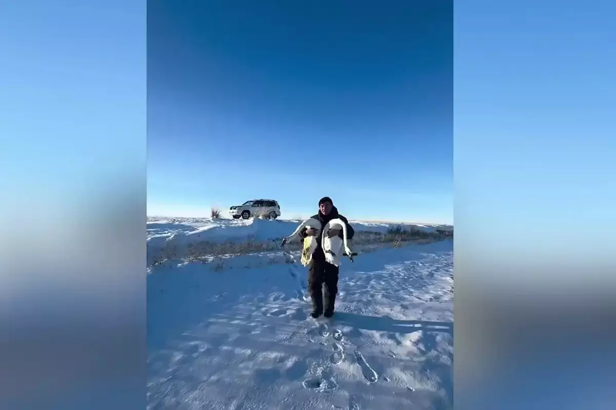 Жители Павлодарской области продолжают спасать замерзающих лебедей