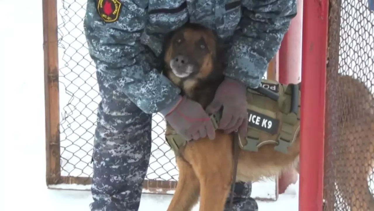 200 преступлений раскрыла полиция с помощью служебных собак