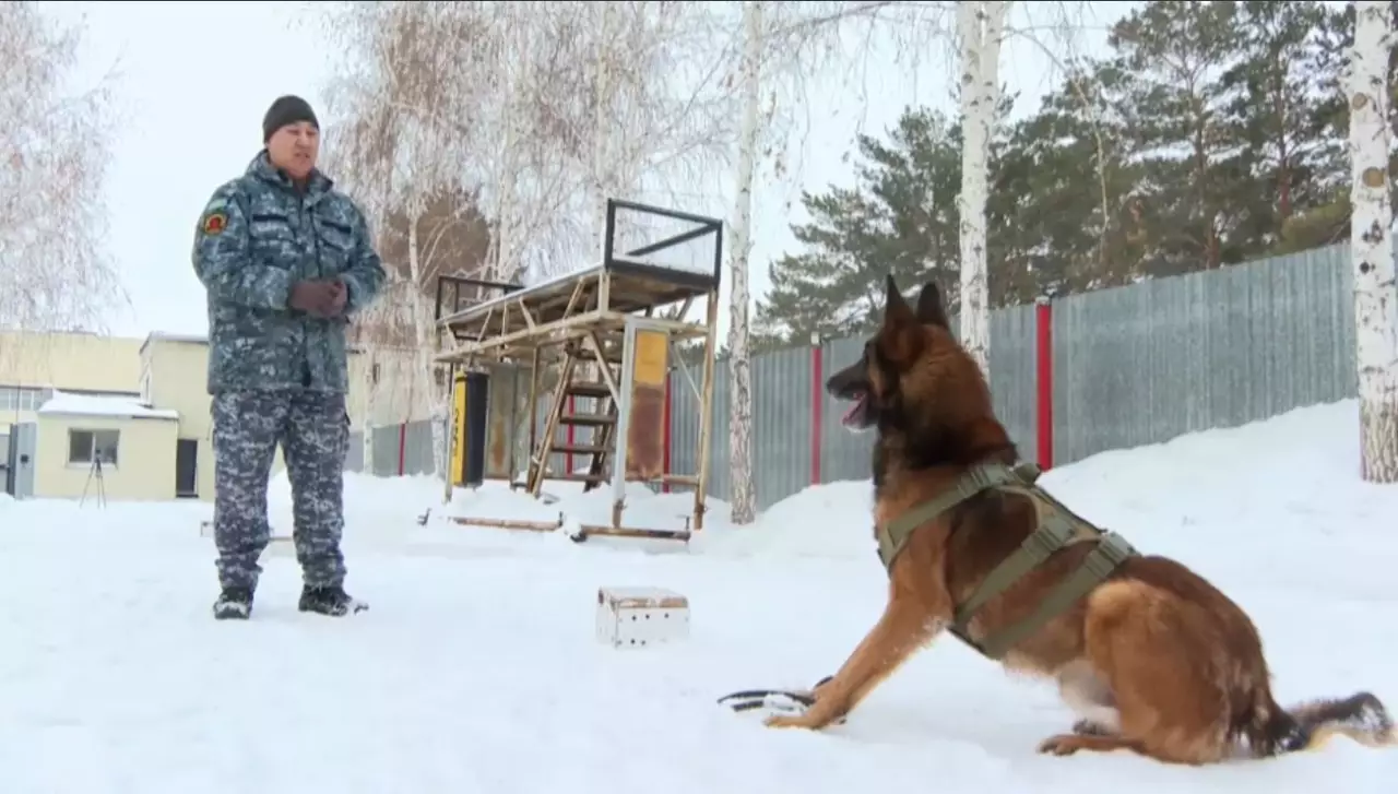 Павлодар облысында иісшіл иттер 200-ден астам қылмысты ашуға көмектесті
