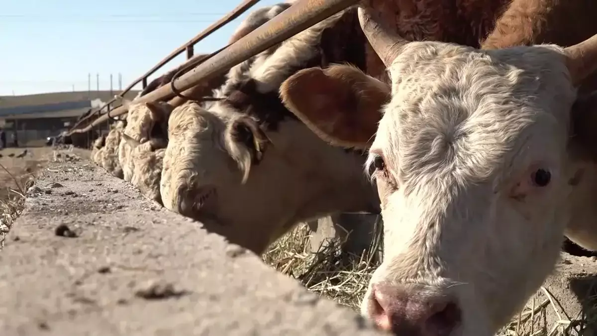 Мал шаруашылығын дамыту: 2026-2030 жылдарға арналған жоспар жобасы қандай