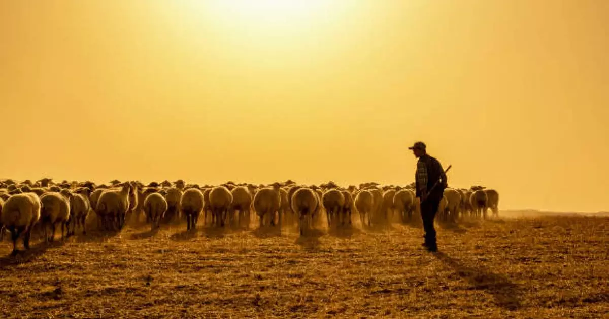  Енді шопандар мен бақташылар зейнетке ерте шығуы мүмкін 