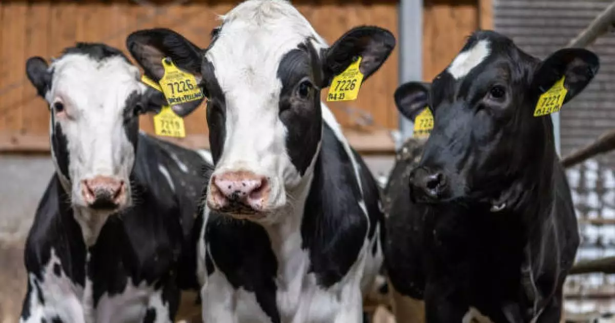  Министрлік ірі қара мал етін шетелге шығаруға қатысты жаңа шектеулерді түсіндірді 