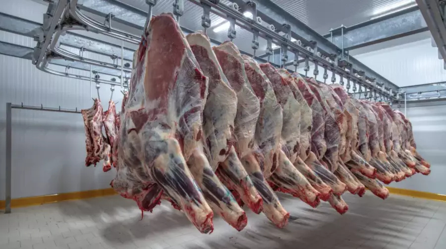 Сиыр етін экспорттауға енгізілген шектеу: министрлік себебін түсіндірді