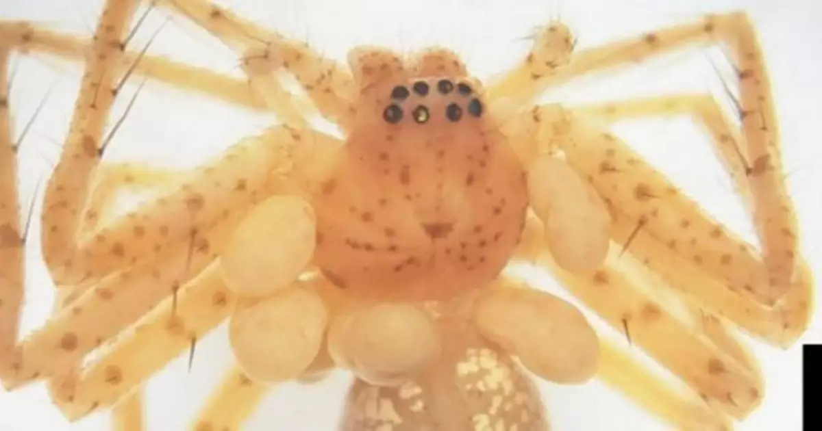  Бразилияда өрмекшілерден ешқайда кездеспеген беймәлім паразит анықталды 