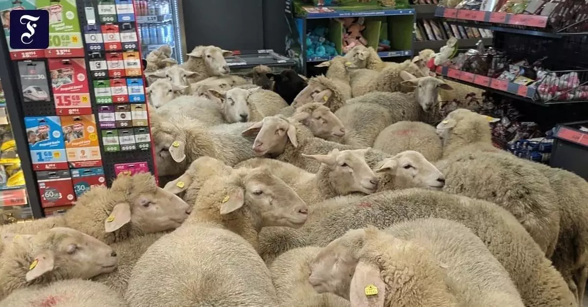 Стадо овец устроило незапланированный "шопинг" в супермаркете в Баварии